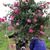 Cây Hồng Cổ Sa Pa đẹp giá rẻ hà nội