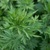 Hạt giống ngải cứu Mugwort gói 50 hạt hàng Công Ty