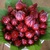 Hạt giống bông hoa Atiso đỏ nhập khẩu Thái Lan HGNK003