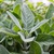 Hạt giống cây xô thơm Sage trắng Sacred White Sage