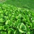 Hạt giống cải thìa pakchoi xanh nhập khẩu Thái Lan
