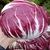 Hạt giống xà lách búp đỏ Radicchio Rạng Đông HGRRD325