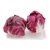 Hạt giống xà lách búp đỏ Radicchio Rạng Đông HGRRD325