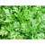 Hạt giống rau tần ô F1508