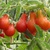 Hạt giống Cà chua quả lê đỏ Rạng Đông HGCRD635