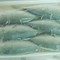 Cá bạc má nguyên con