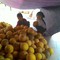 Bưởi Diễn Đây Rồi