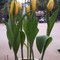 Hà Nội Hoa tulip chơi Tết 2016 giá rẻ