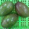 Bơ sáp Đắk Lắc mới về Hà Nội ngày 07/04/2016