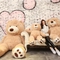 Gấu Bông Teddy món quà ý nghĩa, an toan cho sức khỏe