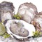 Hàu Sữa Vân Đồn