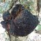 Bán nấm Chaga vùng Siberia giá tốt nhất