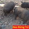 Heo Rừng Tci: Chuyên Cung Cấp Thịt Heo Rừng TƯƠI