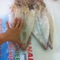 Mực câu khô Vân Đồn chính hiệu 8 10 con /kg