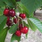 Cherry New Zealand đỏ