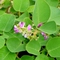 Chuyên cung cấp câu giống,hạt giống kim tiền thảo,kim tiền thảo giống chuẩn