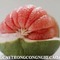 Chuyên cung cấp giống cây bưởi da xanh, bưởi da xanh miền bắc,bưởi da xanh miền nam,bưởi