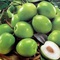 Chuyên cung cấp giống cây táo thái lan,táo thái lan,táo thái,giống táo thái ,táo