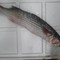 Cá đối 120k/1kg/1 2kg/1con