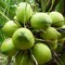Cung cấp cây giống Dừa Dứa, dừa thơm, cây dừa xiêm thơm, cây dừa thơm thái lan nhập khẩu chất lượng, hỗ trợ kỹ thuật