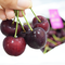Cherry đỏ Mỹ tươi ngon đã về tại Klever Fruits