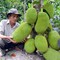 Cung cấp cây mít choai, mít ta choai ,mít thái choai ,mít không hạt choai ,mít ruột đỏ choai, các cỡ, chuẩn giống