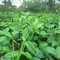 Cung cấp cây giống dây thìa canh và hạt giống dây thìa canh chuẩn, giao hàng toàn quốc