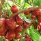 Chuyên cung cấp cây giống mận an phước, giao cây toàn quốc