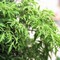 Cung cấp giống cây đinh lăng và hợp đồng cam kết bao tiêu thu mua sản phẩm đầu ra