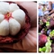 Cung cấp cây giống măng cụt, giao cây toàn quốc