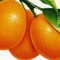 Cung cấp giống cây quất ngọt, cây quất đường, cây quất nhập khẩu, giao hàng toàn quốc
