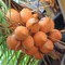 Chuyên cung cấp giống cây dừa lửa, dừa xiêm đỏ lùn, dừa đỏ, dừa xiêm đỏ. Chuẩn giống, giá tốt, giao cây toàn quốc