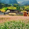 Tour du lịch Hà Giang 3 ngày 2 đêm ngắm hoa Tam Giác Mạch giá siêu khuyến mãi