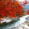 Tour ngắm lá vàng Okutama