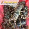 Cung cấp tôm hùm xanh tươi sống giá chỉ từ 650k/kg tại hải sản bốn mùa