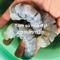 Nơi bán nõn tôm ngon bổ ở hà nội