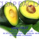 nguyenviet14 avatar