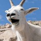 bangbui79 avatar