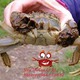 sieuthicuacara avatar
