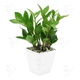 Apartmen_for_Rent avatar